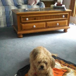 Meet your Posher, Dian